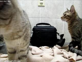 يسرى الزامل