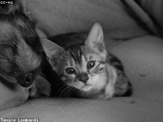 رماح العمرو