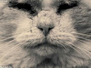 صخر الحنتوشي