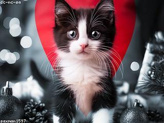 باسمة الحسين