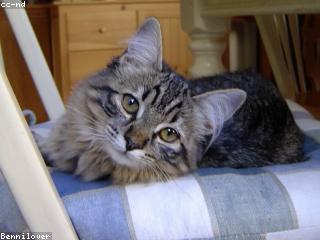 دانية راجي الليث الشهري